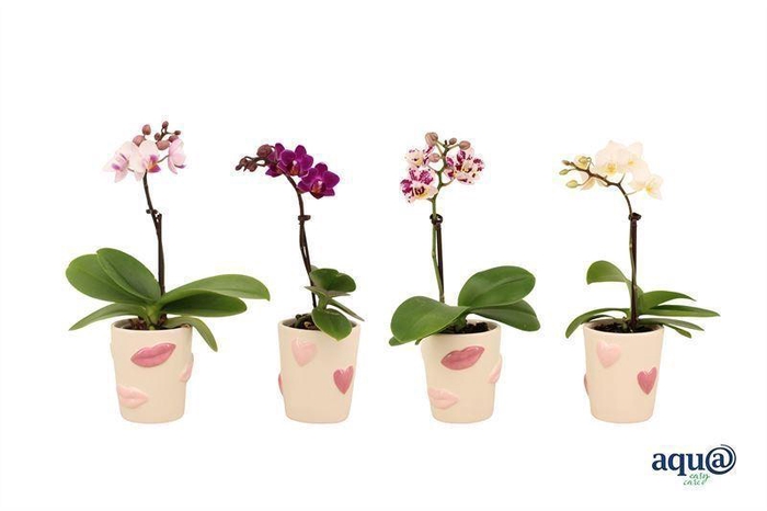 <h4>Phalaenopsis mini</h4>