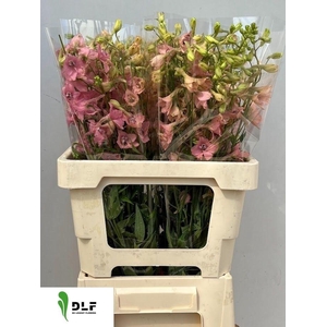 Delphinium En Pink Sensation 60cm