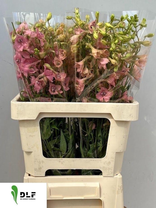 <h4>Delphinium En Pink Sensation 60cm</h4>