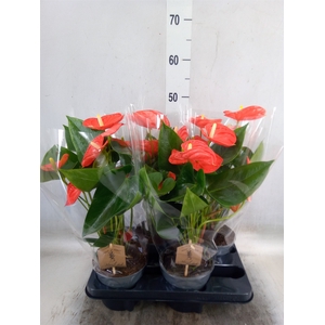 Anthurium andr. 'Sierra Orange'