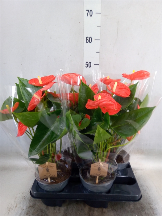 <h4>Anthurium andr. 'Sierra Orange'</h4>
