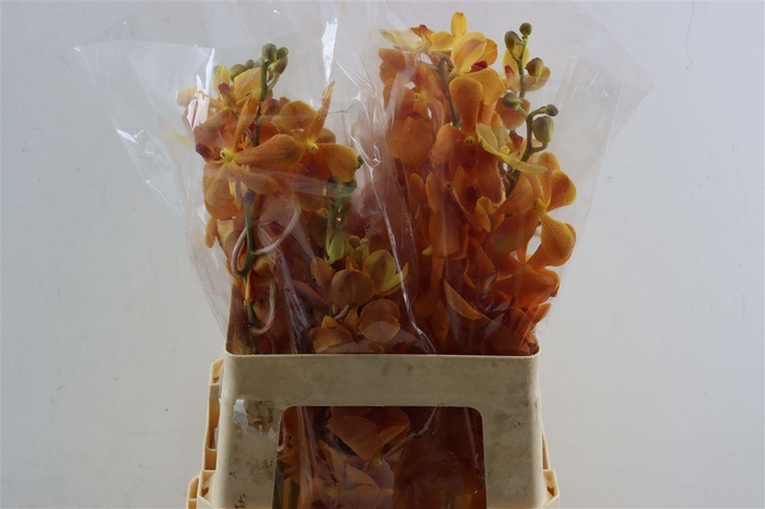 <h4>Mokara Orange</h4>