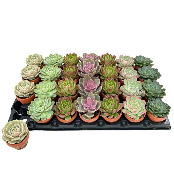 <h4>ECHEVERIA-HYBRID P7.0 clay</h4>