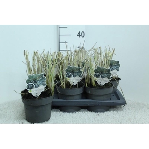 Leymus arenarius (Zandhaver) Blue Dune