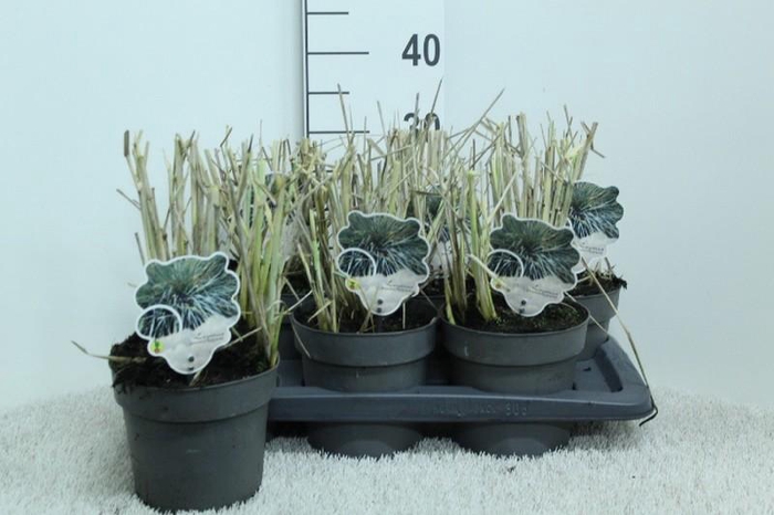 Leymus arenarius (Zandhaver) Blue Dune