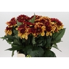 Dahlia Creme de Cognac