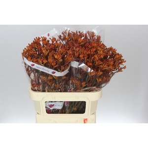 Anigozanthos Orange Fever