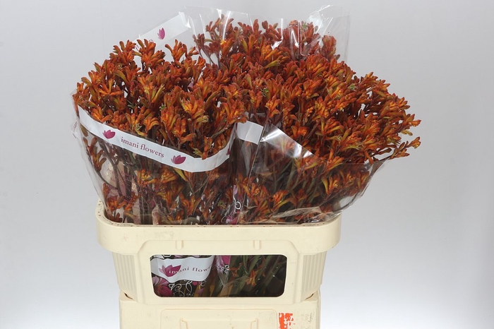 <h4>Anigozanthos Orange Fever</h4>