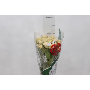 ROSA SPRAY CRETA 040 CM