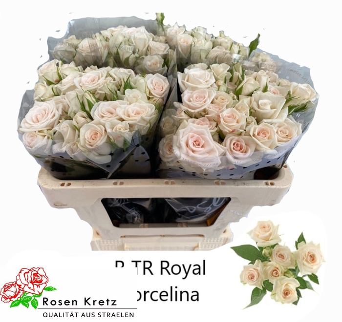 <h4>R TR ROYAL PORCELINA</h4>