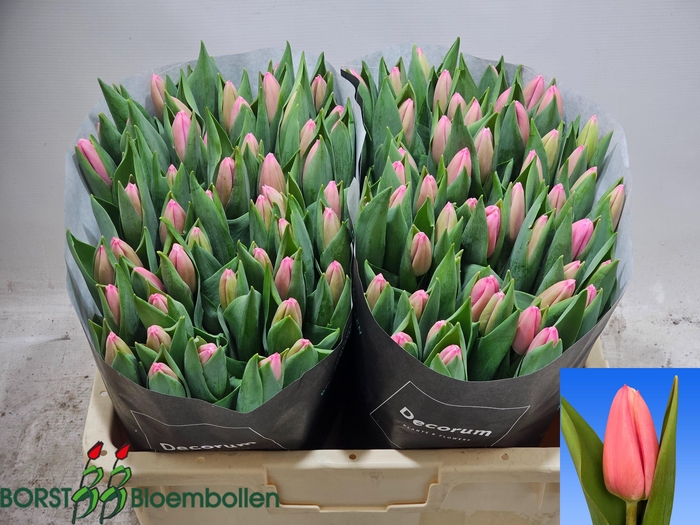 <h4>TU EN MILKSHAKE</h4>