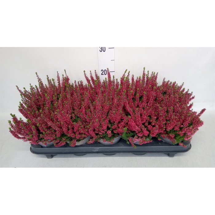 <h4>Calluna vulg. 'Beauty L Sabella'</h4>