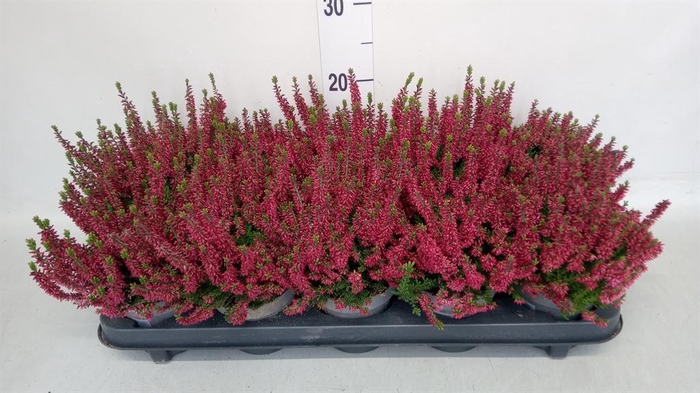 Calluna vulg. 'Beauty L Sabella'