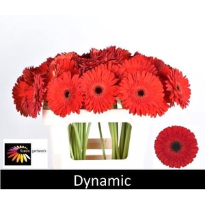 GE GR DYNAMIC
