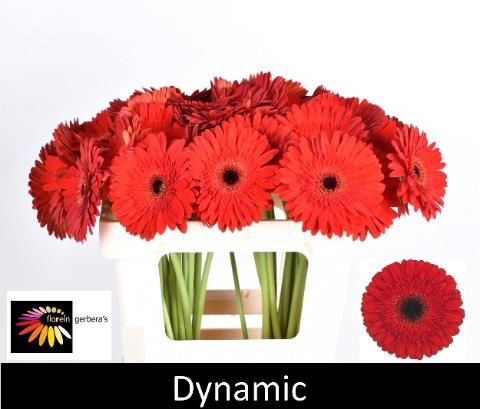 <h4>GE GR DYNAMIC</h4>