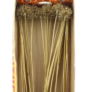 Dried Allium Zaaddozen Medium