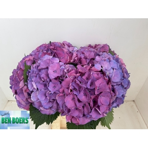 HYDR M BEAU CALYP PA