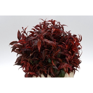 Leucothoe Klb Rood X20