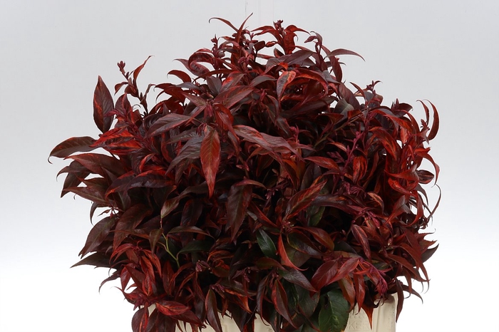 <h4>Leucothoe Klb Rood X20</h4>