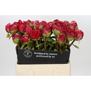 Paeonia Command Performance