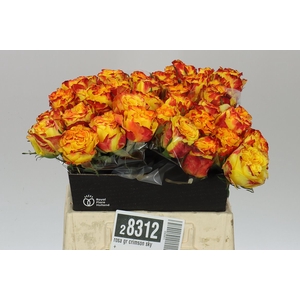 Rosa Gr Crimson Sky+