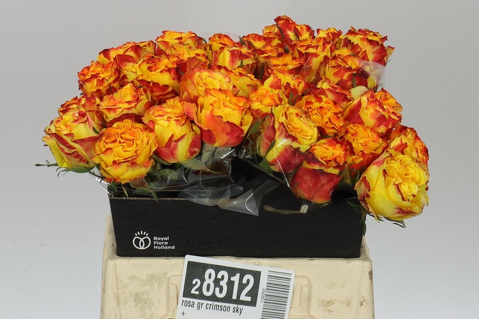 <h4>Rosa Gr Crimson Sky+</h4>