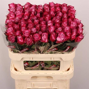 Rosa large deep purple