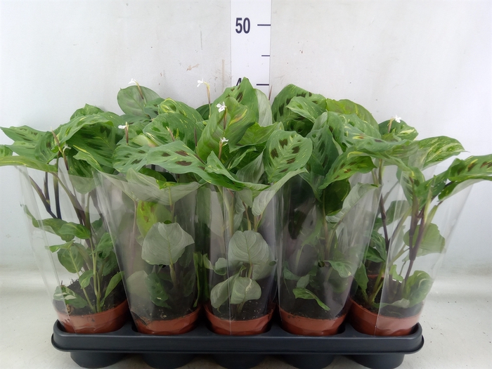 <h4>Maranta leuc. 'Kerchoveana'</h4>