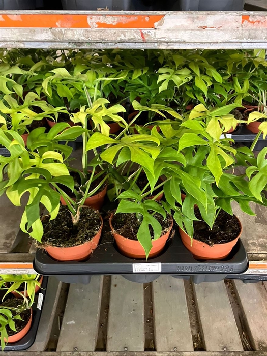 <h4>Rhaphidophora Tetrasperma Goldrush</h4>