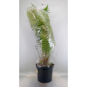 Dicksonia antarctica