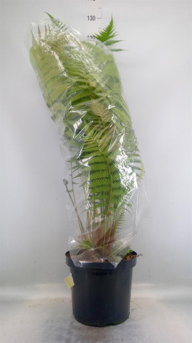 <h4>Dicksonia antarctica</h4>