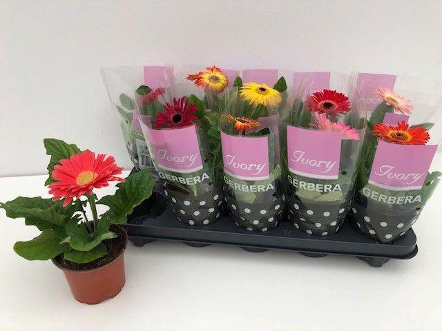 <h4>GER IVORY GEMENGD</h4>