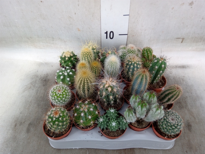 <h4>Cactus   ...mix</h4>