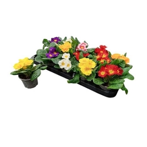 PRIM ACAULIS GEMENGD