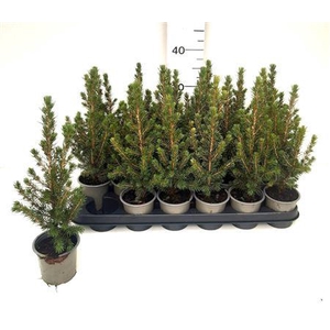 Picea Gl Conica