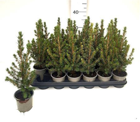<h4>Picea Gl Conica</h4>