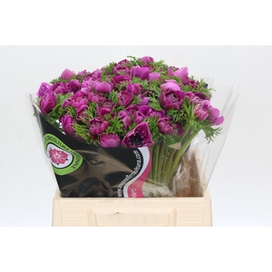 Anemone Levante Fucsia