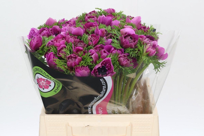 <h4>Anemone Levante Fucsia</h4>