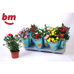 RO B MONDE GEM 7 SRT