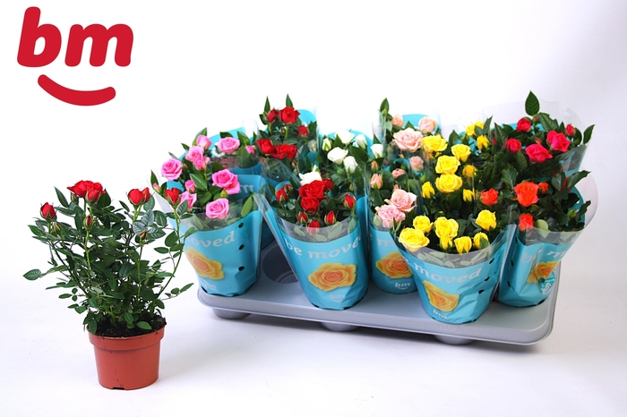 <h4>RO B MONDE GEM 7 SRT</h4>