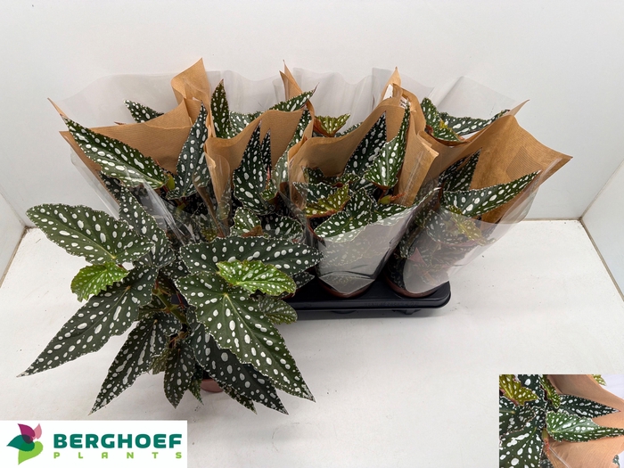 <h4>BEG MA SPOTL GREEN</h4>