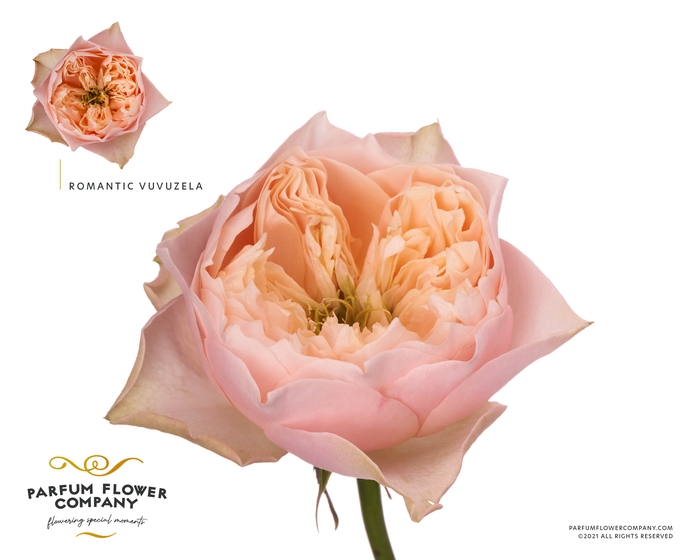 <h4>Rosa Garden Vuvuzela Romantic</h4>