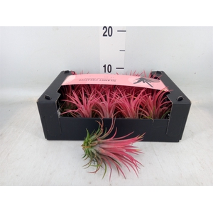 Tillandsia ionantha
