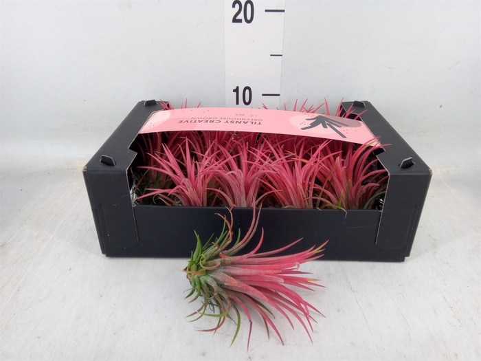 <h4>Tillandsia ionantha</h4>
