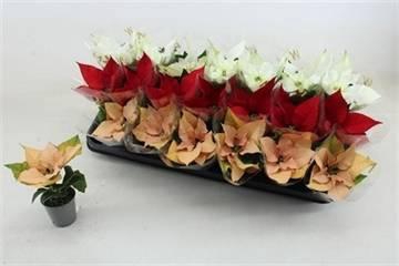 <h4>EUPHOR P GEM</h4>