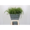 Panicum Fountain