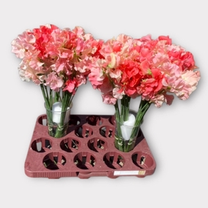 LATHYR SHA OF ROMANC