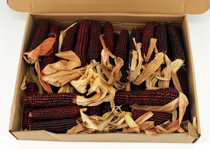 <h4>Zea Mays Med Red</h4>