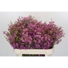 Chamelaucium Niek's Pride
