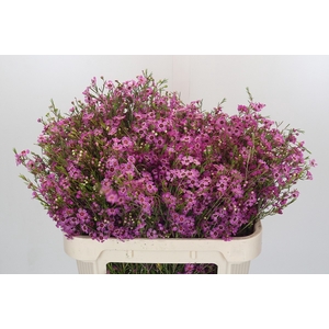 Chamelaucium Niek's Pride